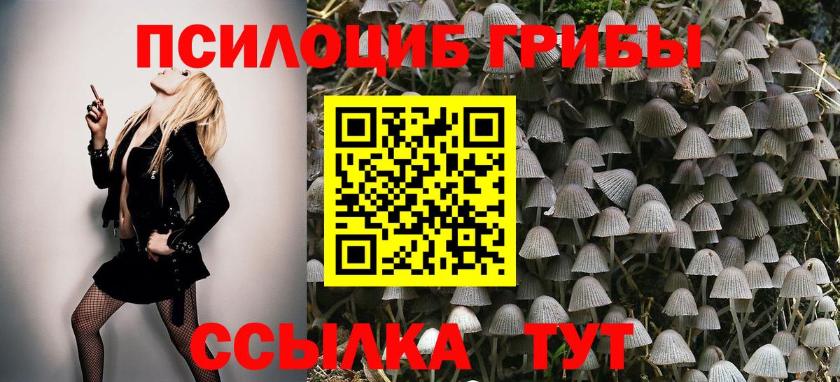 Псилоцибиновые грибы Cubensis Новоалтайск